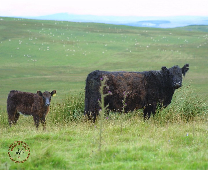 Galloway Cow & Calf 9A29D-12.JPG